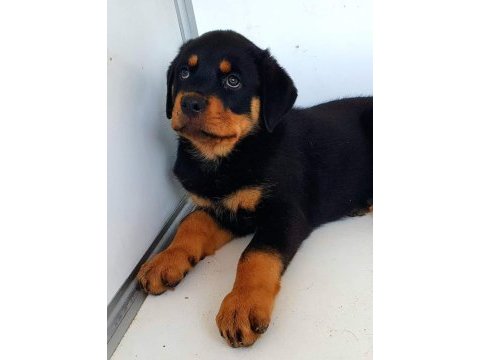 Safkan macar rottweiler