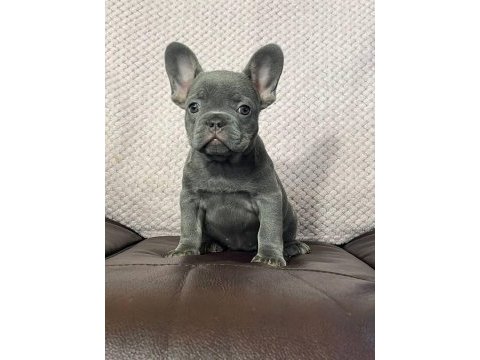 Secereli anne babadan ırk ve sağlık garantili french bulldog