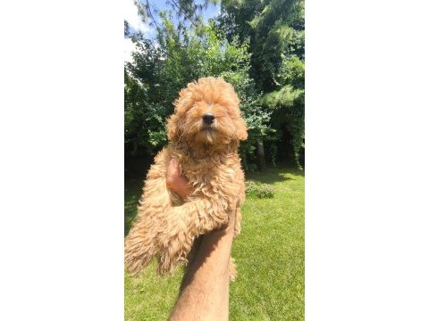 Maltipoo yavrular