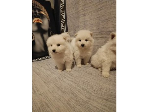 Safkan samoyed yavrular