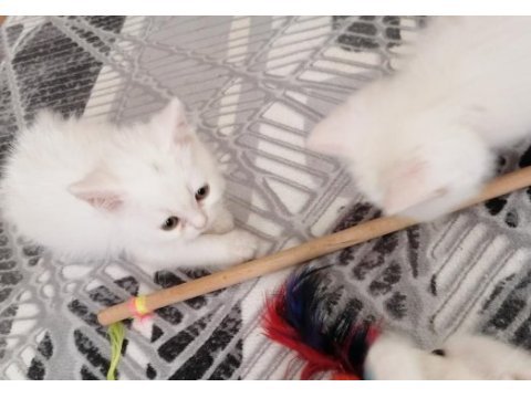 British shorthair scottish straight