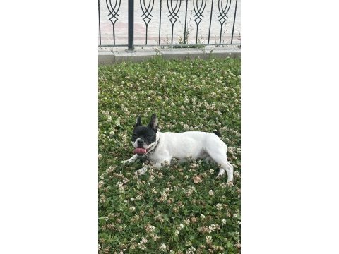 6 aylık ve 3 yaşında dişi french bulldog