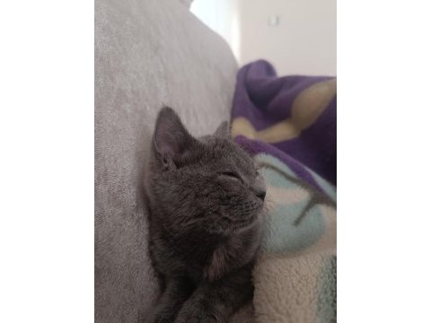 Gri dişi british shorthair