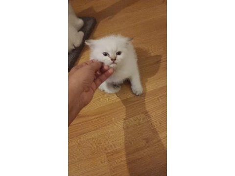 Safkan british shorthair son yavru