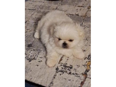 Orijinal safkan pekinez bebek köpekler