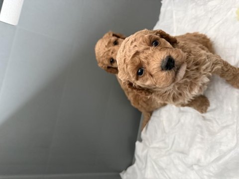 Poodle bebeklerimiz