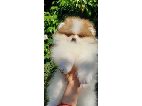 Pomeranian boo dişi tea cup