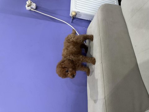 68 günlük erkek poodle