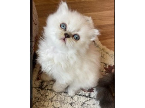 British longhair bebişler