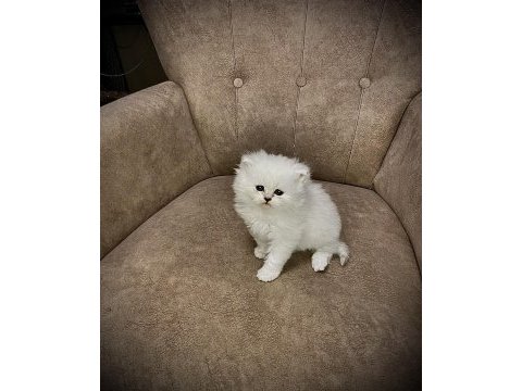 Boncuk gözlüm british longhair