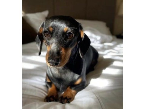 A kalite dachshund yavrular