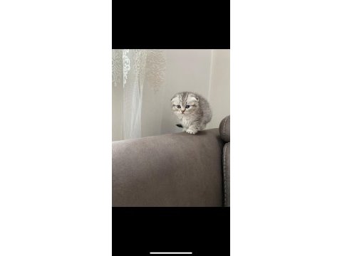 A kalite scottish fold dişi prenses