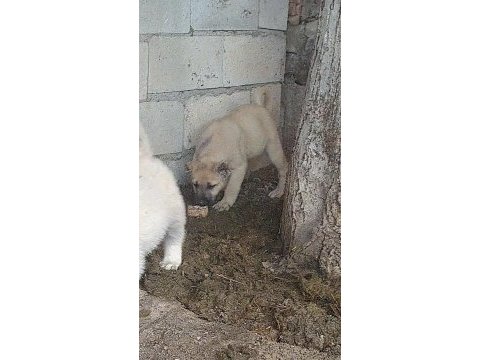 Dişi erkek 2 adet kangal köpeği