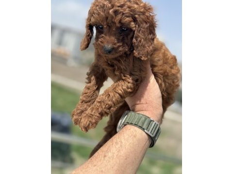 Ankaranın en seçkin toy poodle yavruları