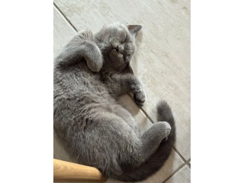 Anne ve baba scottish dişi kedi uyguna verilecek