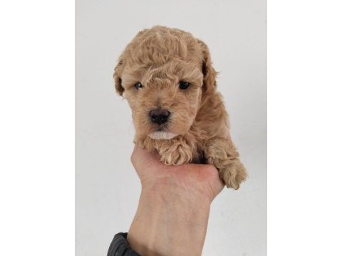 Küt burun a kalite maltipoo bebekler