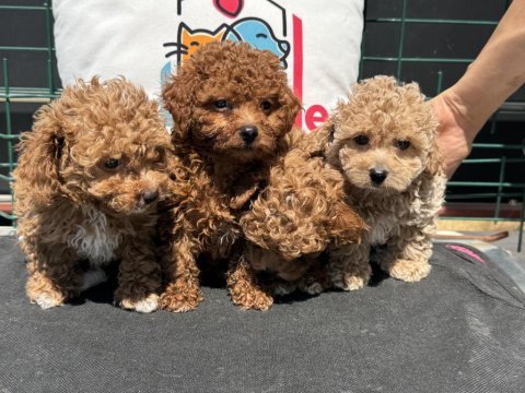 Petmode köpek çiftliğinde ziyarete açık kore maltipoo