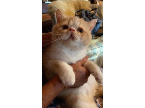 Exotic shorthair oğlumuza yuva arıyoruz | redpoint