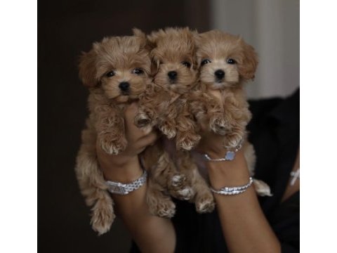 Maltipoo yavrusu prensesler