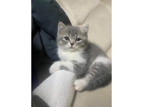British shorthair yavru kedimiz