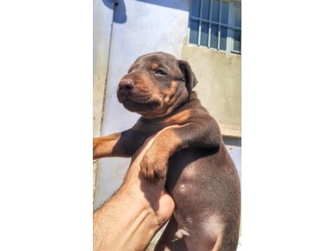 A kalite doberman bebeklerimiz