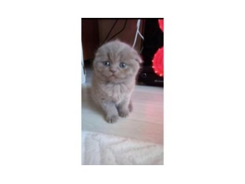 Safkan koca kafa bebek british shorthair yavrularım