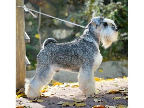 Fcı şecereli miniature schnauzer köpekler