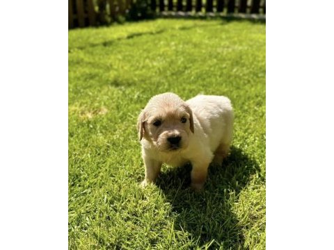 Bebek suratlı golden retriever bebeklerim