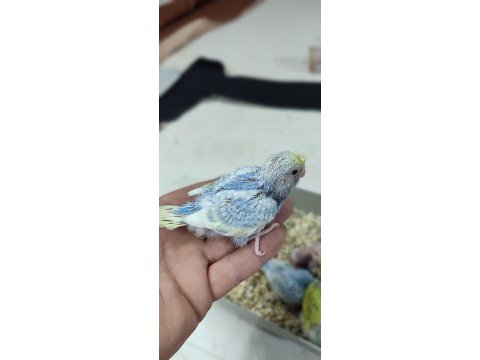 Rezerveye acık yavru muhabbet kuşları yer istanbul
