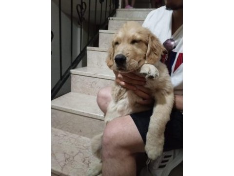 4.5 aylık erkek golden retriever