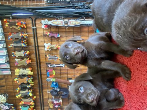 Burkemden aile dostu labrador