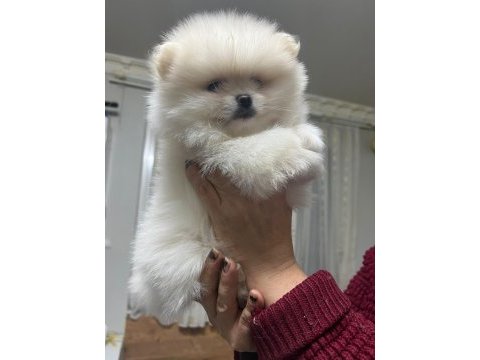 50 günlük teddy bear pomeranian