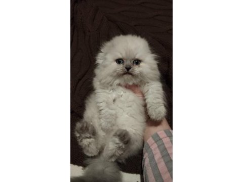 Scottish fold blue point longhair 78 günlük dişi