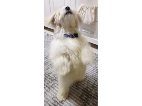 6 aylık oyuncu sağlıklı eğitimli maltipoo yavrusu