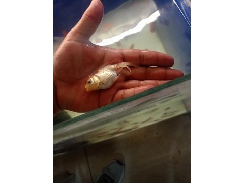 Oranda balıklarımız