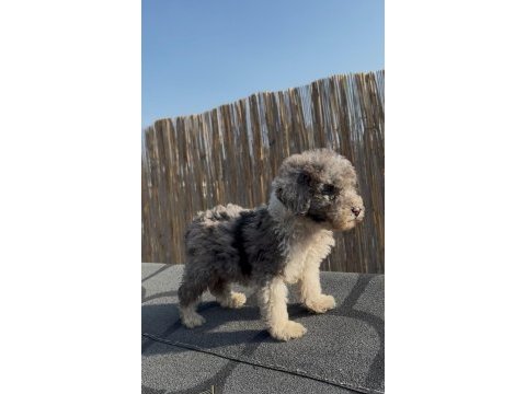 Safkan labradoodle bebekler
