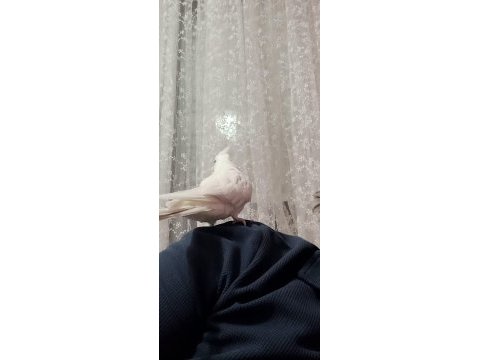 9 aylık kırmızı göz albino sultan papağanı