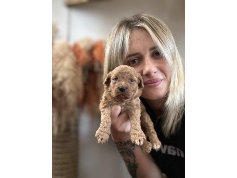 Toy poodle yavrularımız
