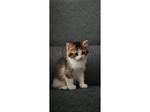 Anne british blue point baba sokak kedisi 3 yavru