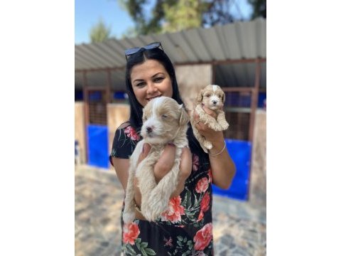Safkan maltipoo yavrularım