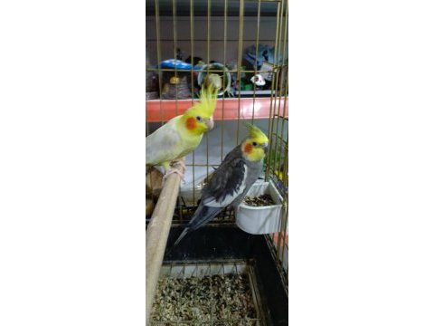 Hazır çiftleşen sultan papağanı takımı