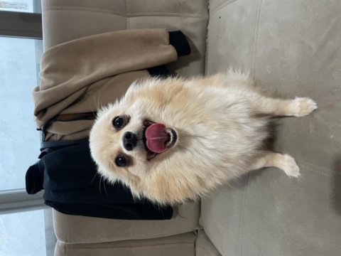 Ev köpeği eğitimli pomeranian