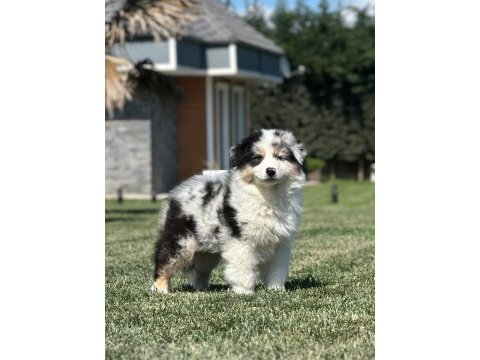 Enfes avustralya çoban köpeği yavruları
