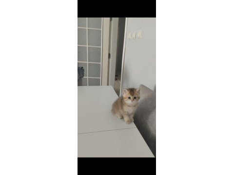 A kalite güzel bir soya sahip yavru kedimiz