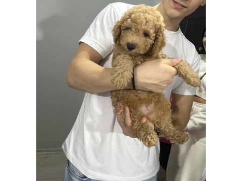 4 aylık toy poodle