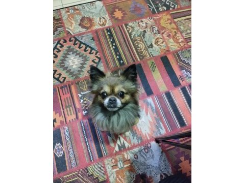 Eş arıyoruz erkek uzun tüylü chihuahua
