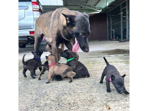 Belçika malinois yavruları