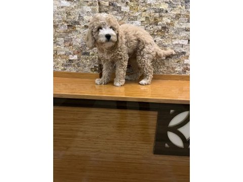 Maltipoo kızçe