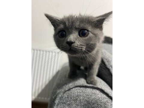 Safkan british shorthair