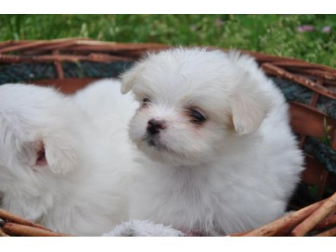Maltese yavrular